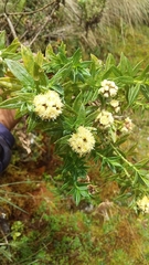 Baccharis subalata