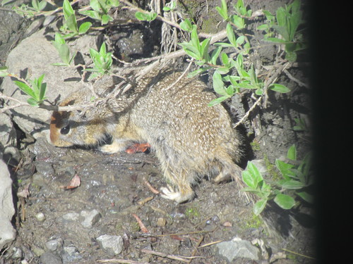 Arctic Ground Squirrel