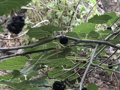 Morus nigra