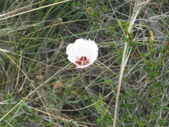 Calochortus catalinae