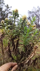 Baccharis subalata