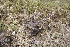 Chloropyron maritimum