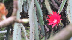 Disocactus