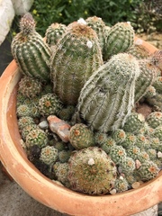 Echinocereus