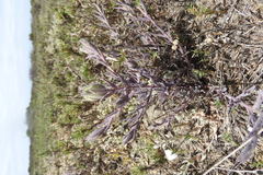 Chloropyron maritimum