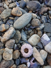 Pseudechinus magellanicus