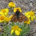 Anicia Checkerspot - Photo (c) Sam McNally, some rights reserved (CC BY-NC), uploaded by Sam McNally