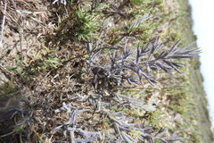 Chloropyron maritimum