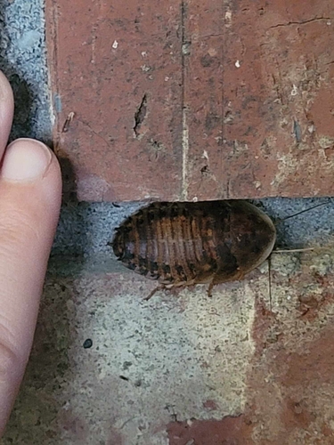 Dubia Cockroach photo 4