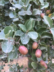 Cryptocarya alba