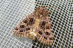 Sideridis reticulata