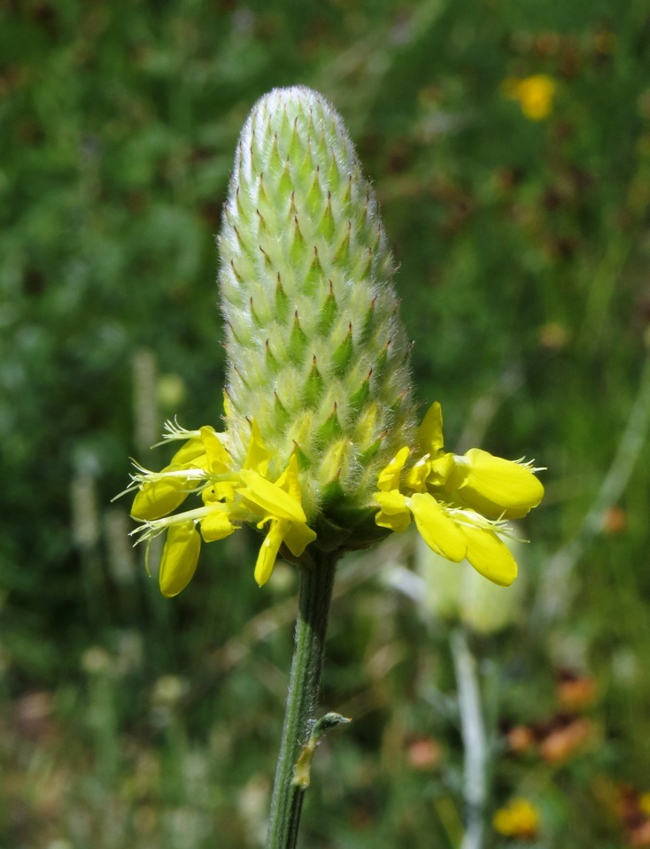 Dalea aurea