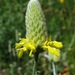 Golden Prairie Clover - Photo (c) Victor W Fazio III, some rights reserved (CC BY-NC), uploaded by Victor W Fazio III