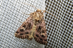 Sideridis reticulata