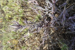 Chloropyron maritimum