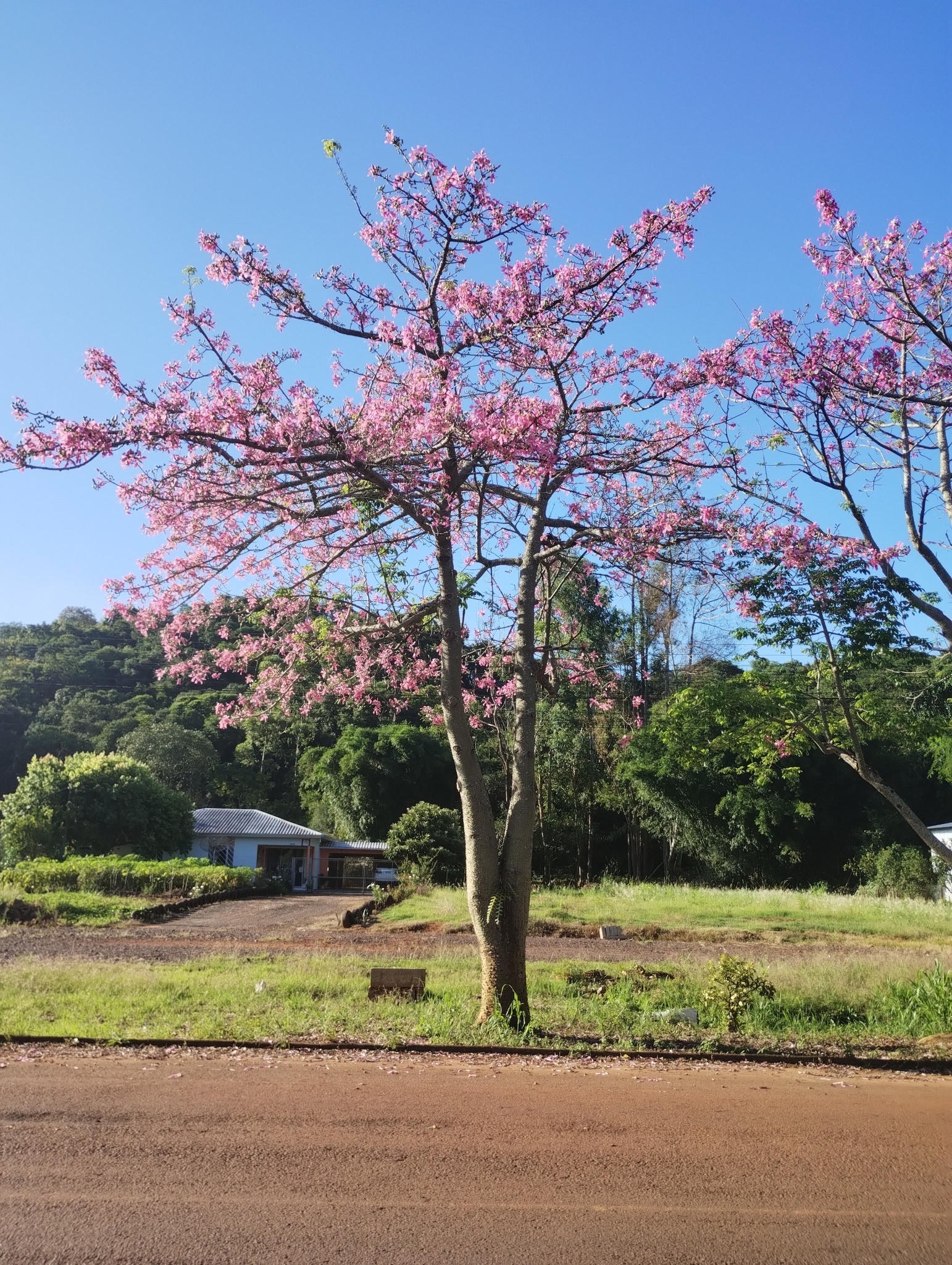 Ceiba speciosa