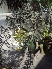 Nerium oleander