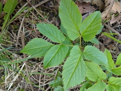 Aegopodium