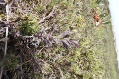Chloropyron maritimum