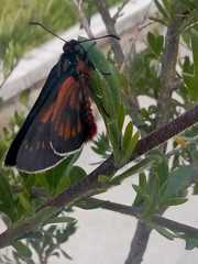 Metardaris cosinga