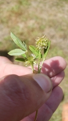 Trifolium retusum