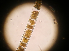 Hyalotheca