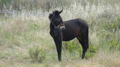 Equus asinus × caballus