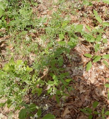 Pediomelum digitatum