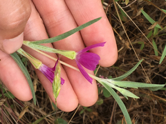 Clarkia purpurea