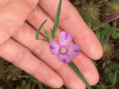 Clarkia purpurea