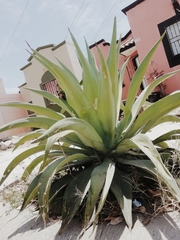 Agave salmiana