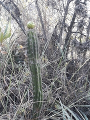 Corryocactus melanotrichus