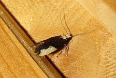 Monopis monachella