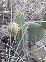 Corryocactus melanotrichus