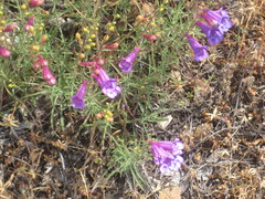 Penstemon