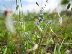 Myosotis arvensis