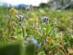 Myosotis arvensis