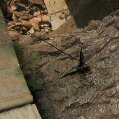 Megarhyssa atrata