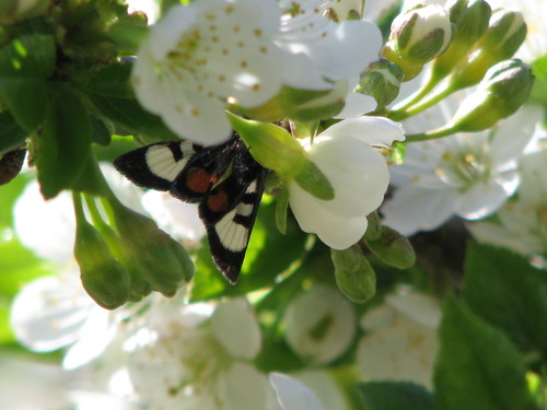 Grapevine Epimenis Moth photo 4