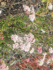 Eriogonum fasciculatum fasciculatum