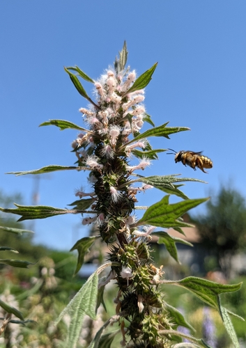 European wool carder bee