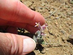 Streptanthus hispidus