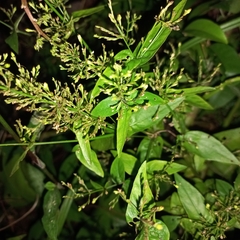 Purple Queen (Ecbolium)
