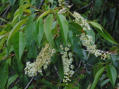 Prunus serotina capuli