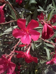 Nerium oleander