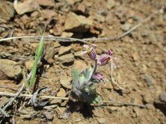 Streptanthus hispidus