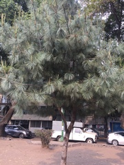 Pinus maximartinezii