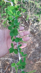 Microlobius foetidus