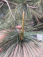 Pinus maximartinezii