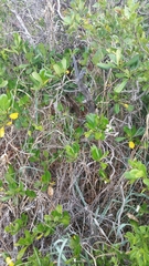 Casasia clusiifolia image